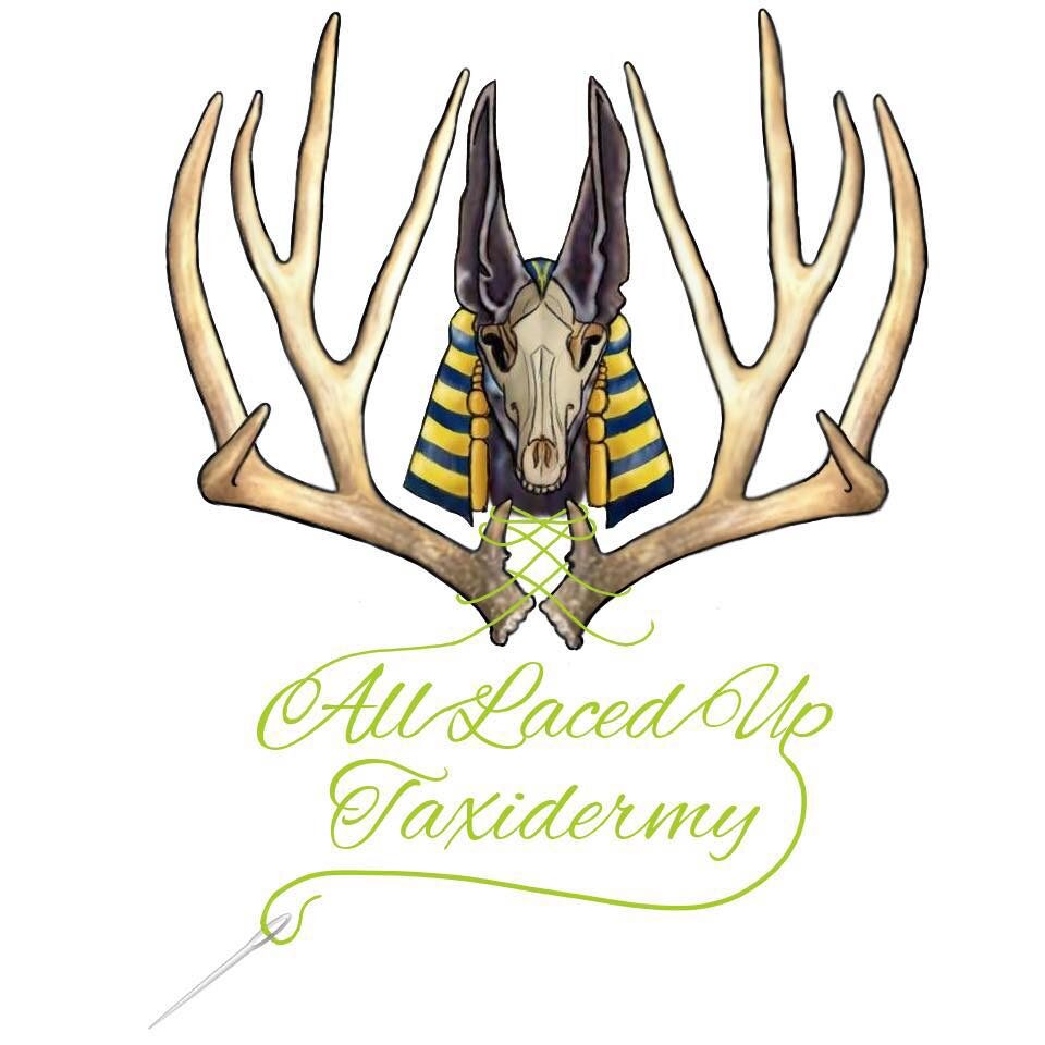 All Laced Up Taxidermy